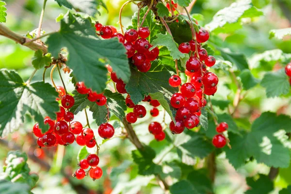 Csokor piros ribizli bogyók (Ribes rubrum) egy ág l — Stock Fotó