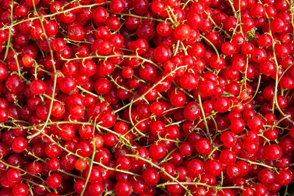 Harvest of ripe red currant berries close-up — Stock Photo, Image