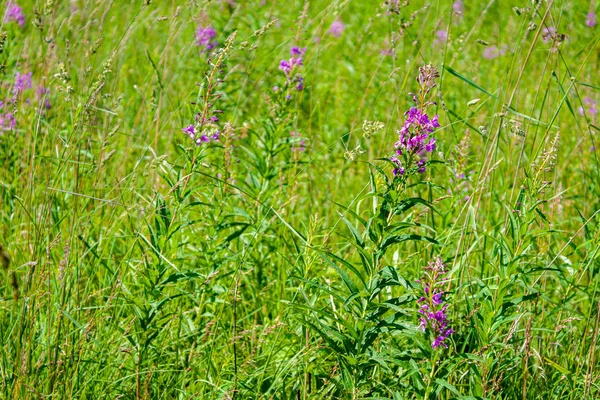 Green field with blooming pink fireweed flowers — Stock Photo, Image