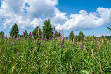 Bir arka plan üzerinde fireweed (Ivan - çay) pembe çiçekleri ile Alan