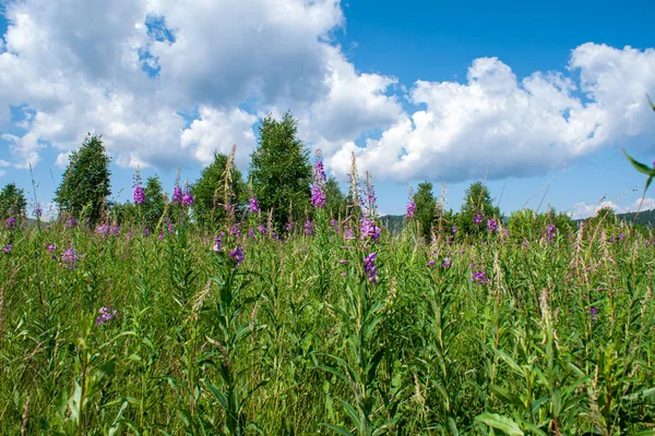 Bir arka plan üzerinde fireweed (Ivan - çay) pembe çiçekleri ile Alan