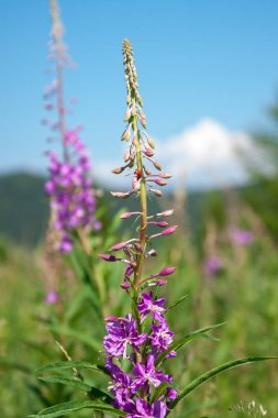 Bir uğur böceği ile pembe fireweed çiçek (Ivan çay). Gr üzerinde yakın çekim
