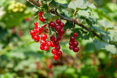 Kırmızı frenk üzümü çilek Buketi (Ribes rubrum) l ile bir dal üzerinde