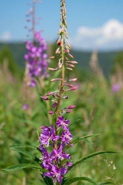 Bir uğur böceği ile pembe fireweed çiçek (Ivan çay). Gr üzerinde yakın çekim