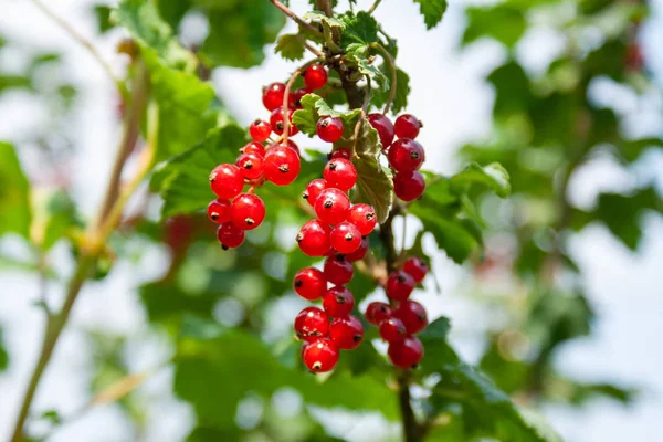 Csokor piros ribizli bogyók (Ribes rubrum) egy ág l — Stock Fotó