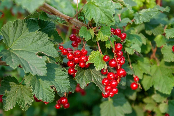 Boeket rode bessen (Ribes rubrum) op een tak met l — Stockfoto