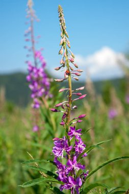 Bir uğur böceği ile pembe fireweed çiçek (Ivan çay). Gr üzerinde yakın çekim
