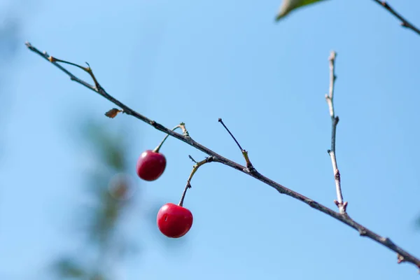 晴天の中で熟した果実を持つフェルトチェリーの枝 — ストック写真