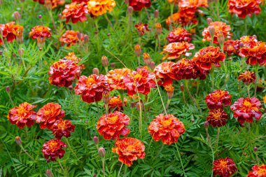 Güneşli bir günde güzel turuncu tagetes (Tagetes) closeup