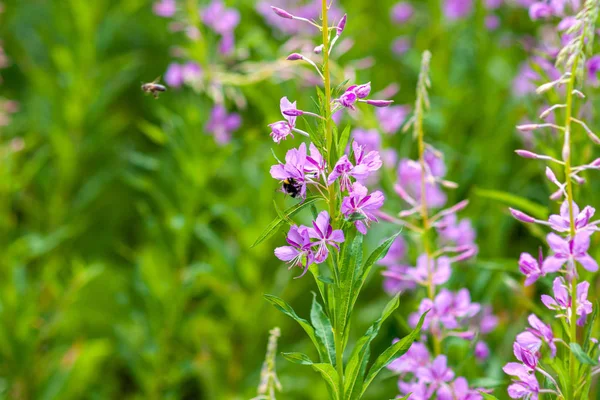 Una abeja recoge miel de flores rosadas de leña. Primer plano en una b —  Fotos de Stock