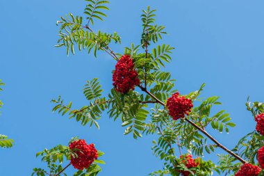 Mavi gökyüzüne karşı kırmızı olgun çilek bir demet ile Rowan şube