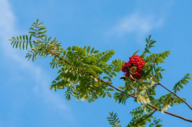 Mavi gökyüzüne karşı kırmızı olgun çilek bir demet ile Rowan şube