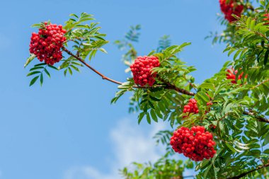Mavi gökyüzüne karşı kırmızı olgun çilek bir demet ile Rowan şube