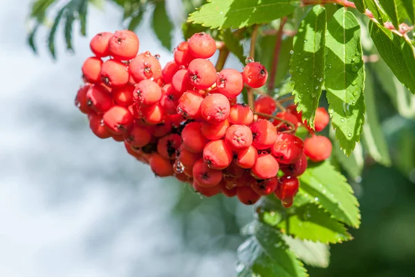 Rowan branch with a bunch of red ripe berries against a blue sky — Stock Photo, Image