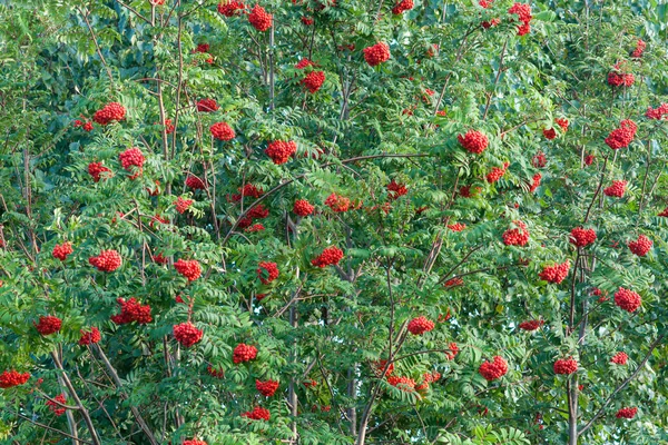 Bella cenere di montagna con grappoli di bacche mature rosse — Foto Stock