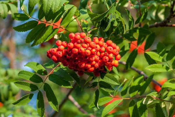 Rowan branches with bunches of red ripe berries. Close-up on a b — Stock Photo, Image