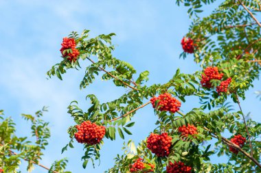 Mavi gökyüzüne karşı kırmızı olgun çilek bir demet ile Rowan şube