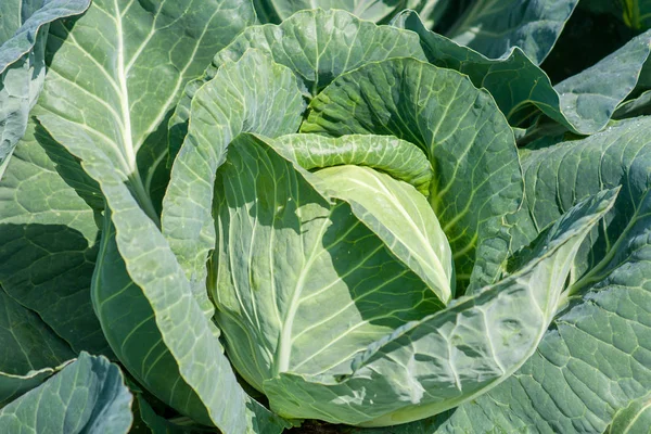 White cabbage is ripening in the field. Top view close up Royalty Free Stock Photos