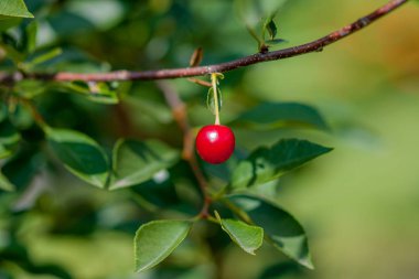 Olgun meyveleri ile keçe kiraz bir dalı. Yeşil b'de yakın çekim