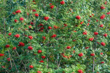 Kırmızı olgun çilek demetleri ile güzel dağ külü