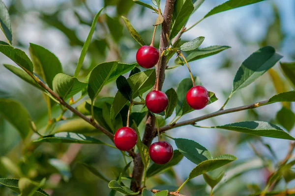 Branche de cerise feutre avec des baies mûres par temps ensoleillé. Fermer - Images De Stock Libres De Droits