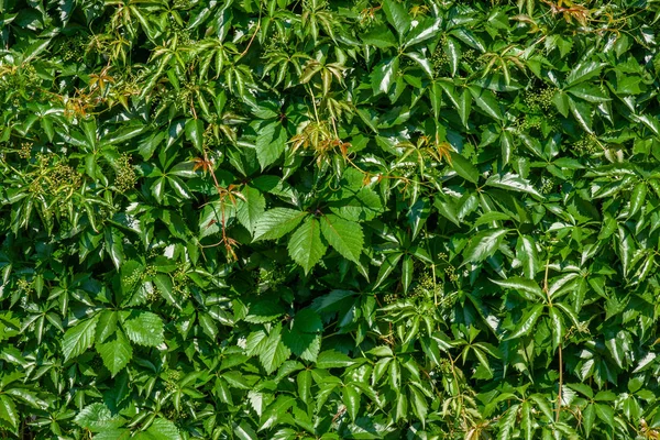 Parede verde de folhas de uvas selvagens de cinco folhas . — Fotografia de Stock