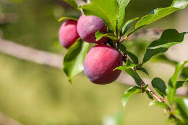 Güneşli havalarda olgun kırmızı meyve ve yeşil yaprakları ile Erik