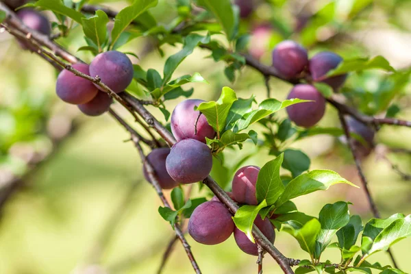 Pruim met rijp rood fruit en groen blad bij zonnig weer — Stockfoto