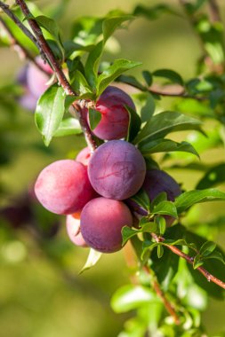 Güneşli havalarda olgun kırmızı meyve ve yeşil yaprakları ile Erik