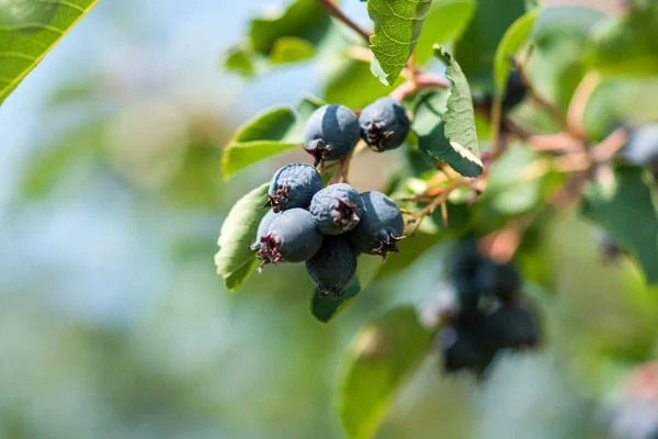 Tak van jergi met rijpe blauwe bessen en groene bladeren. Close-u — Stockfoto