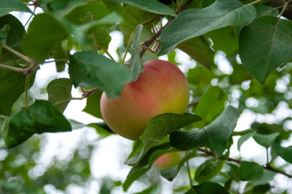 Rote reife Äpfel auf einem Zweig vor grünem Laub. cl — Stockfoto