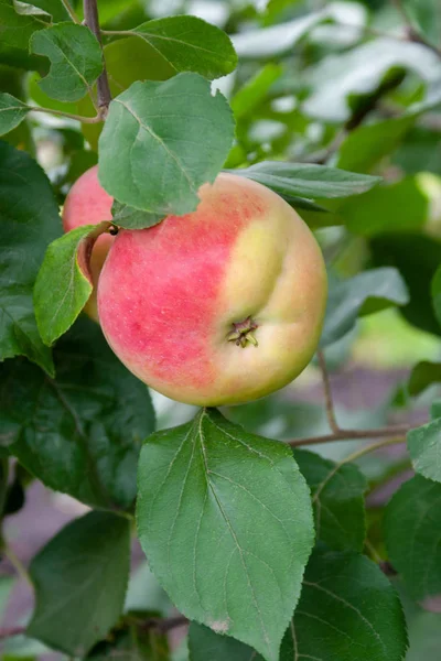 Rote reife Äpfel auf einem Zweig vor grünem Laub. cl — Stockfoto