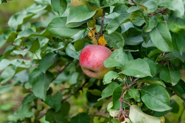 Rote reife Äpfel auf einem Zweig vor grünem Laub. cl — Stockfoto