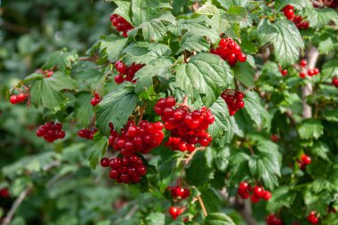 Bir dalda kırmızı viburnum meyvesi buketi.