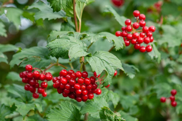 Kytice červených viburnum bobulí na větvi s listy zblízka — Stock fotografie