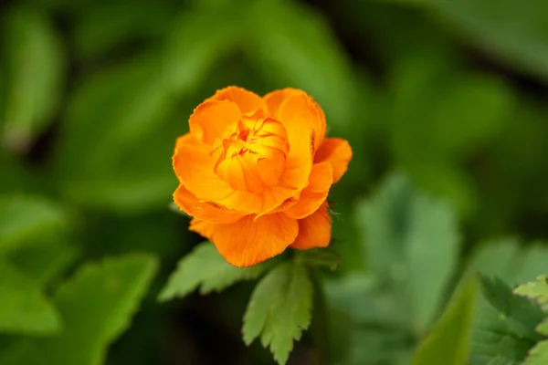 Brilhante flor de bola laranja iluminado pelo sol — Fotografia de Stock