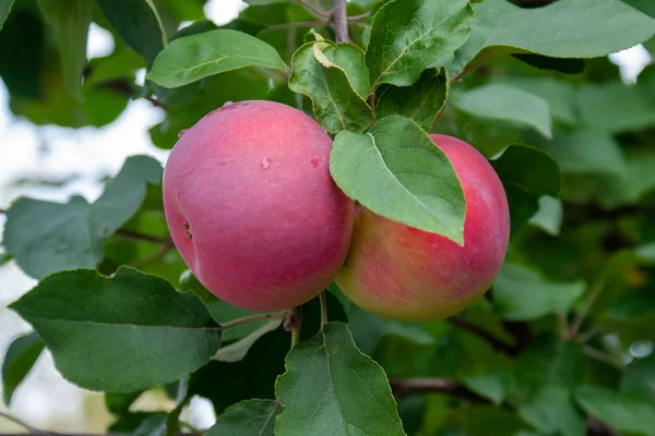 Rote reife Äpfel auf einem Zweig vor grünem Laub — Stockfoto