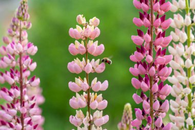 Arı pembe lupine çiçekbal toplar