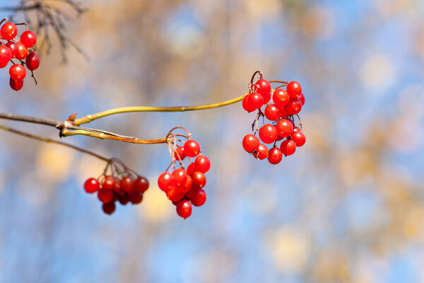 Ripe viburnum berries on a branch on a sunny day Close-up on a b
