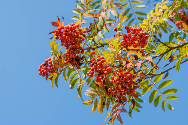Rowan branch with a bunch of red ripe berries against a blue sky