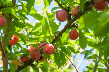 Güneşli havalarda olgun kırmızı meyve ve yeşil yaprakları ile Erik