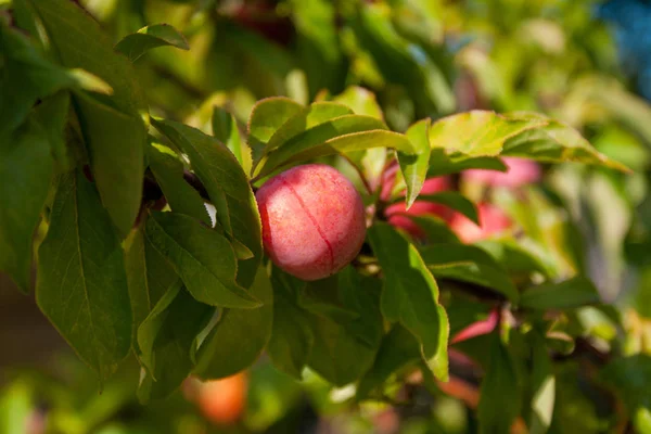 Ameixa com frutos vermelhos maduros e folhas verdes em tempo ensolarado — Fotografia de Stock