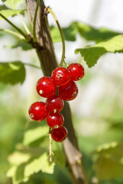 Csokor piros ribizli bogyók (Ribes rubrum) egy ág l — Stock Fotó