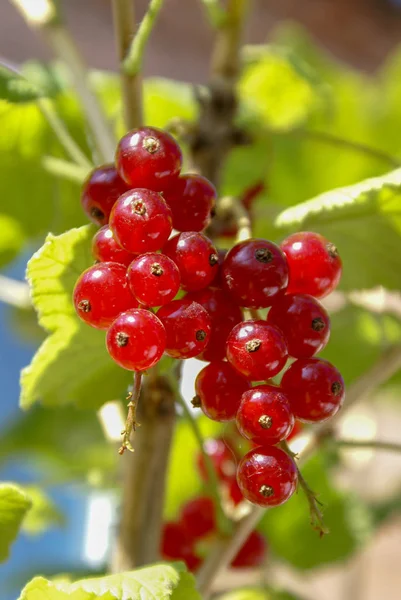 Csokor piros ribizli bogyók (Ribes rubrum) egy ág l — Stock Fotó