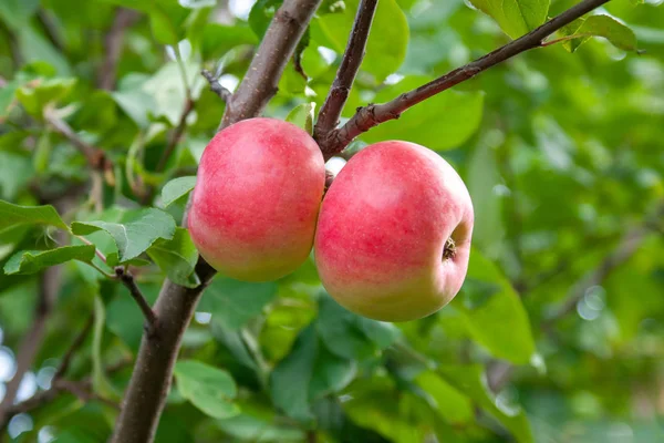 Красные спелые яблоки на ветке на фоне зеленой листвы. Cl — стоковое фото