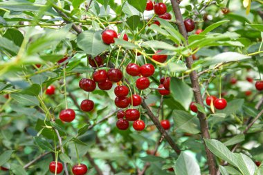 Branch of felt cherry with ripe berries in sunny weather