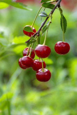 Branch of felt cherry with ripe berries in sunny weather