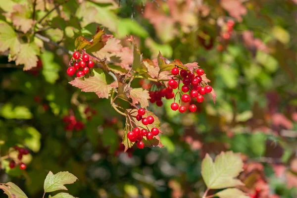 Érett viburnum bogyók egy ágon közelkép egy napsütéses napon — Stock Fotó