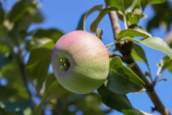 Red Ripe apples on a branch on a background of green foliage. Cl — Stock Photo, Image