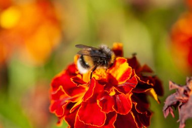 Bir arı sarı kadife çiçeklerinden bal toplar (Tagetes). Yeşil arka planda yakın plan. Seçici odak
